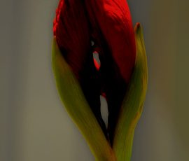 FC7