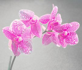 FD8